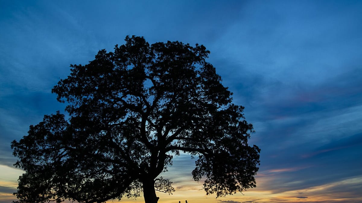 Sacramento River Bend Area
