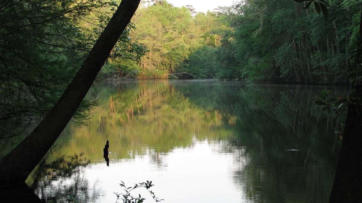 The still dark water of Weston Lake reflecting the cypress forest, Congaree National Park, South Carolina