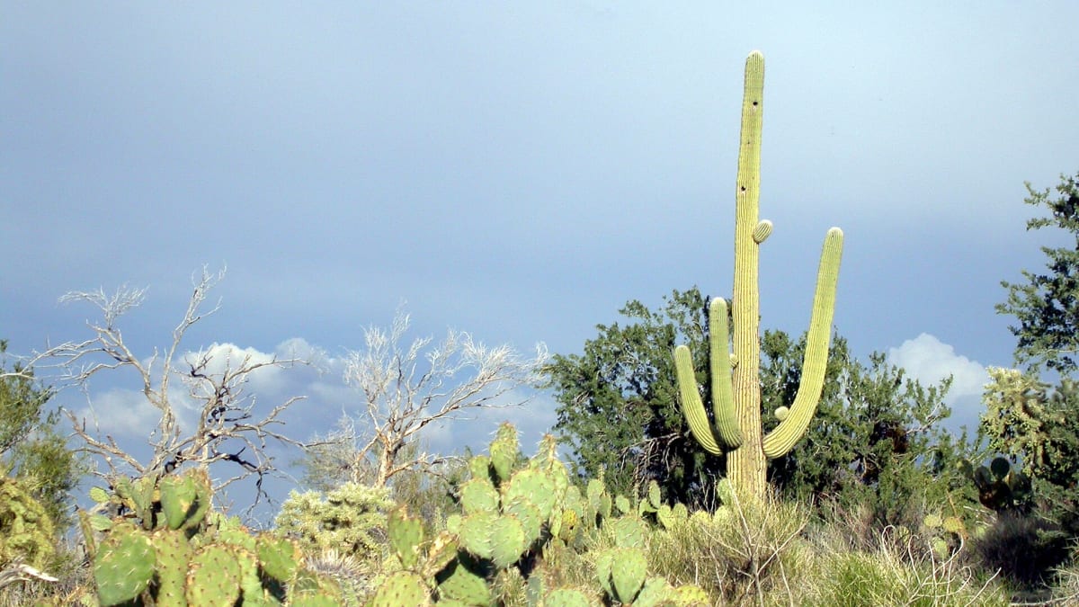 Saguaro National Park, Arizona