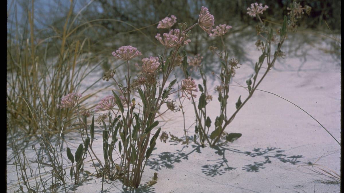 White Sands National Park, New Mexico