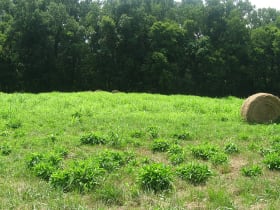 Angel Mounds State Historic Site