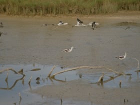 Bitter Lake National Wildlife Refuge
