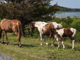 Chincoteague National Wildlife Refuge