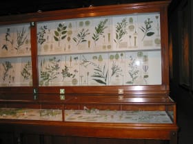 Harvard Museum of Natural History Glass Flowers