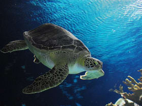 Henry Doorly Zoo and Aquarium