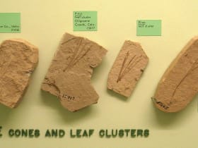 Idaho Museum of Natural History