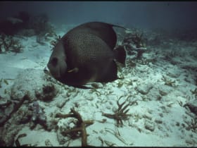 John Pennekamp Coral Reef State Park