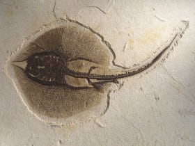 Natural History Museum of Utah