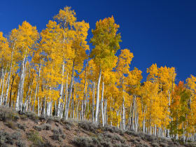 Pando