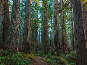 Prairie Creek Redwoods State Park