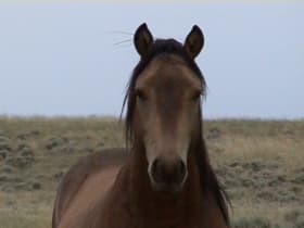 Pryor Mountain Wild Horse Range