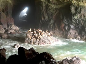 Sea Lion Caves