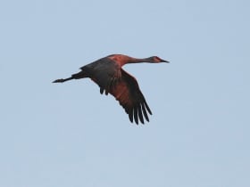 Whitewater Draw Wildlife Area
