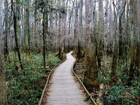 Congaree National Park