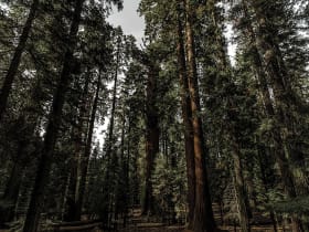 Sequoia National Park