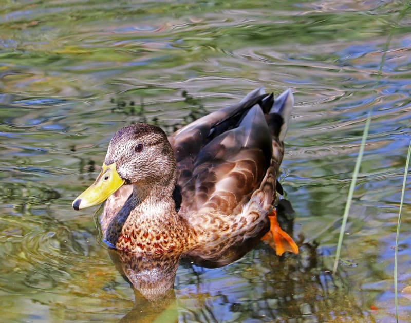ABQ BioPark Botanic Garden, NM