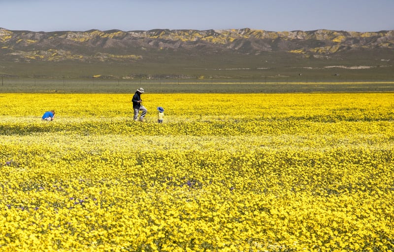 Carrizo Plain National Monument, CA