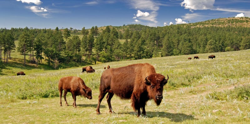 Custer State Park, SD