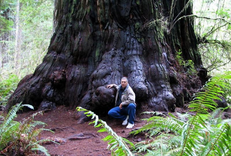 Jedediah Smith Redwoods State Park, OR