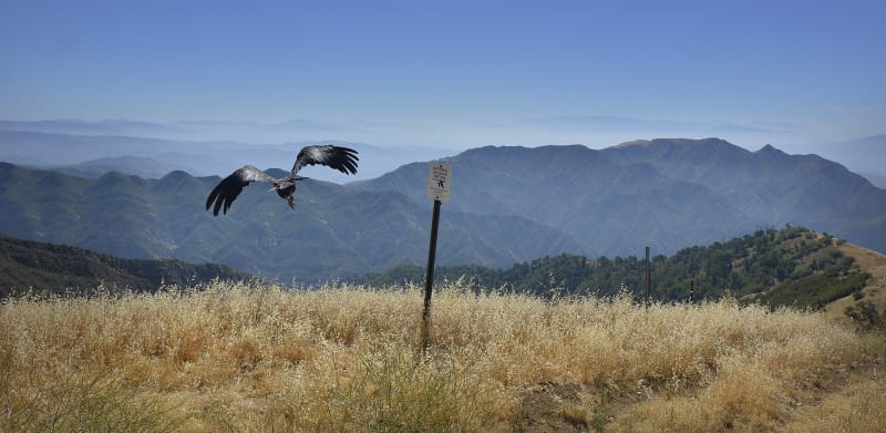 Los Padres National Forest, CA