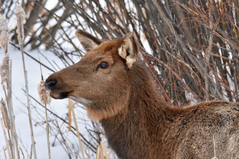 National Elk Refuge, WY
