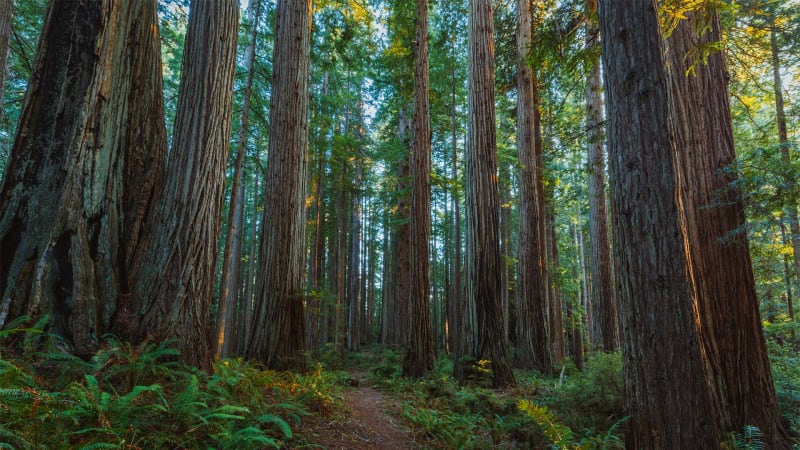 Prairie Creek Redwoods State Park, CA