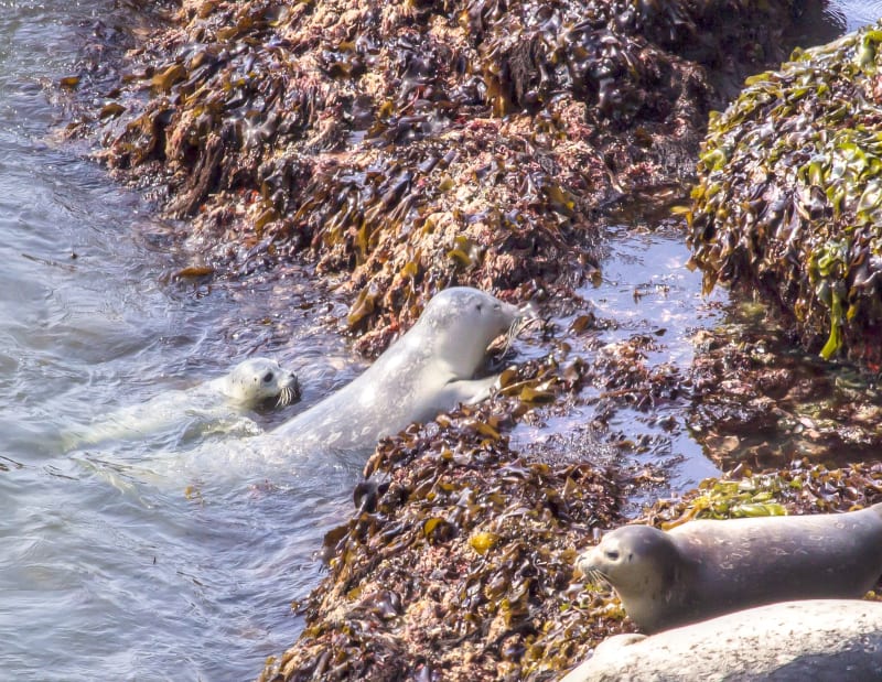 Yaquina Head Outstanding Natural Area, OR