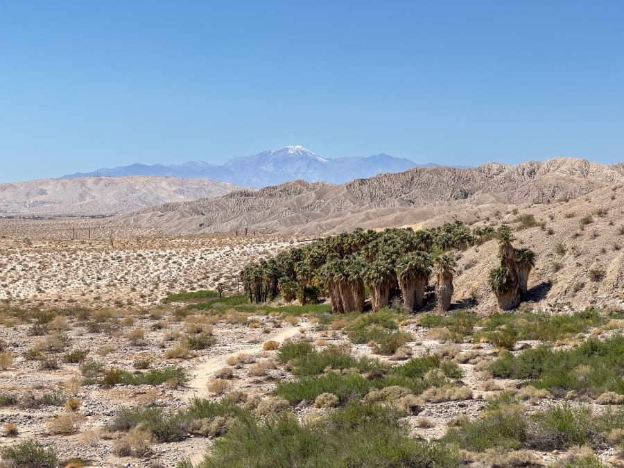 A California fan palm oasis below San Gorgonio Mountain in Indio Hills, California