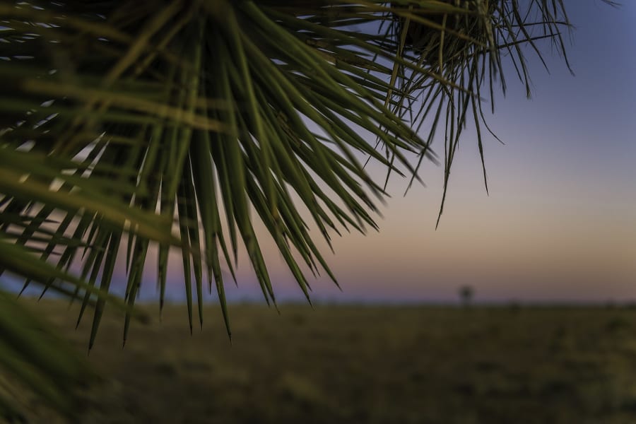 Sunset over Joshua trees in Queen Valley, California