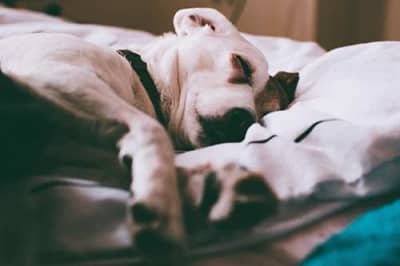 Dog sleeping on a bed in a pet-friendly boutique motel. Affordable pet-friendly inn and hotel stays