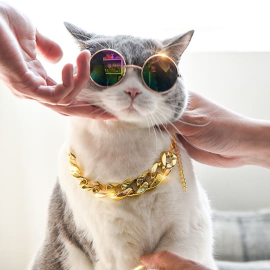 Mèo đeo Vòng Cổ Mạ Vàng