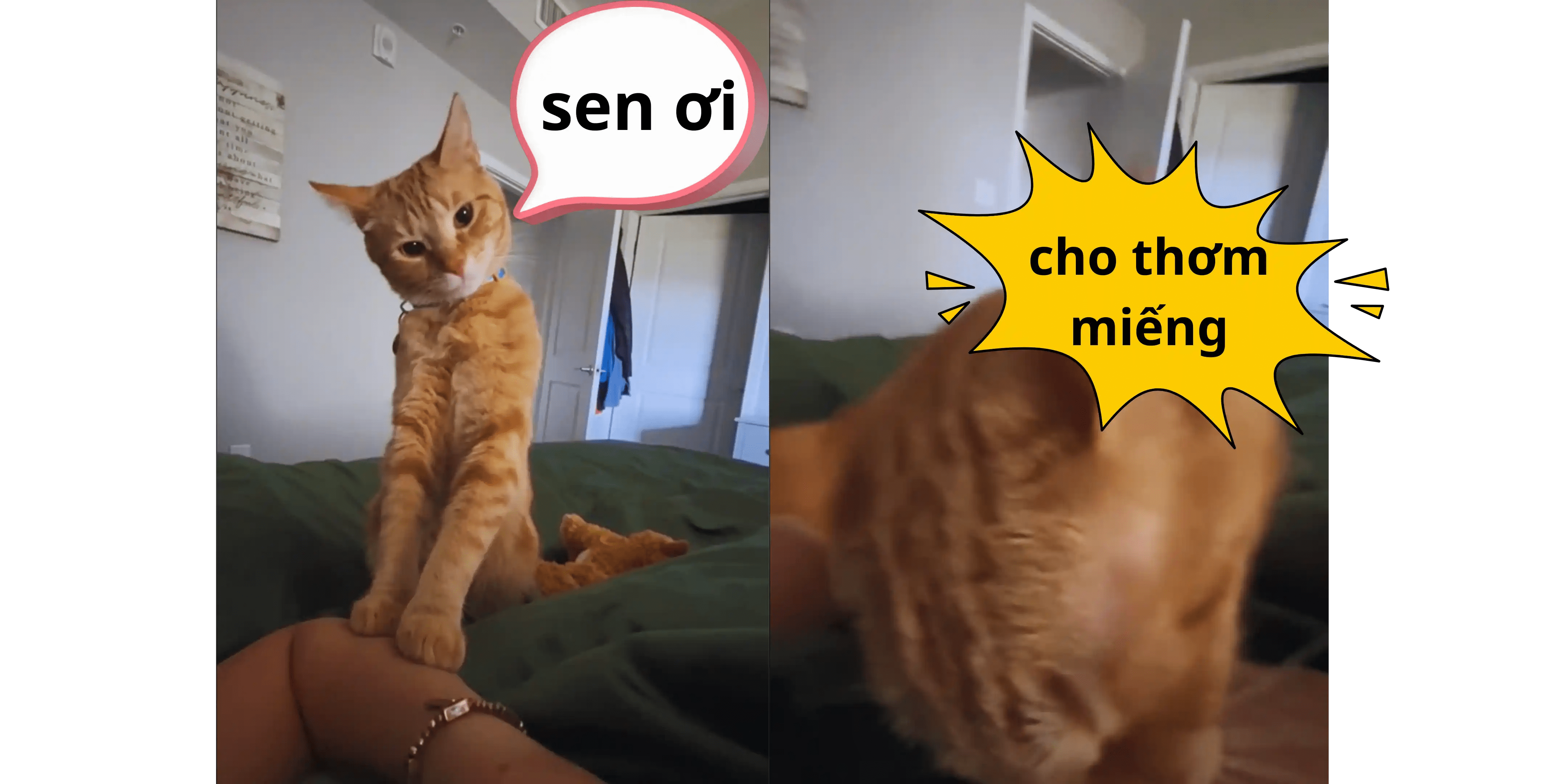 Mèo cam thơm yêu sen