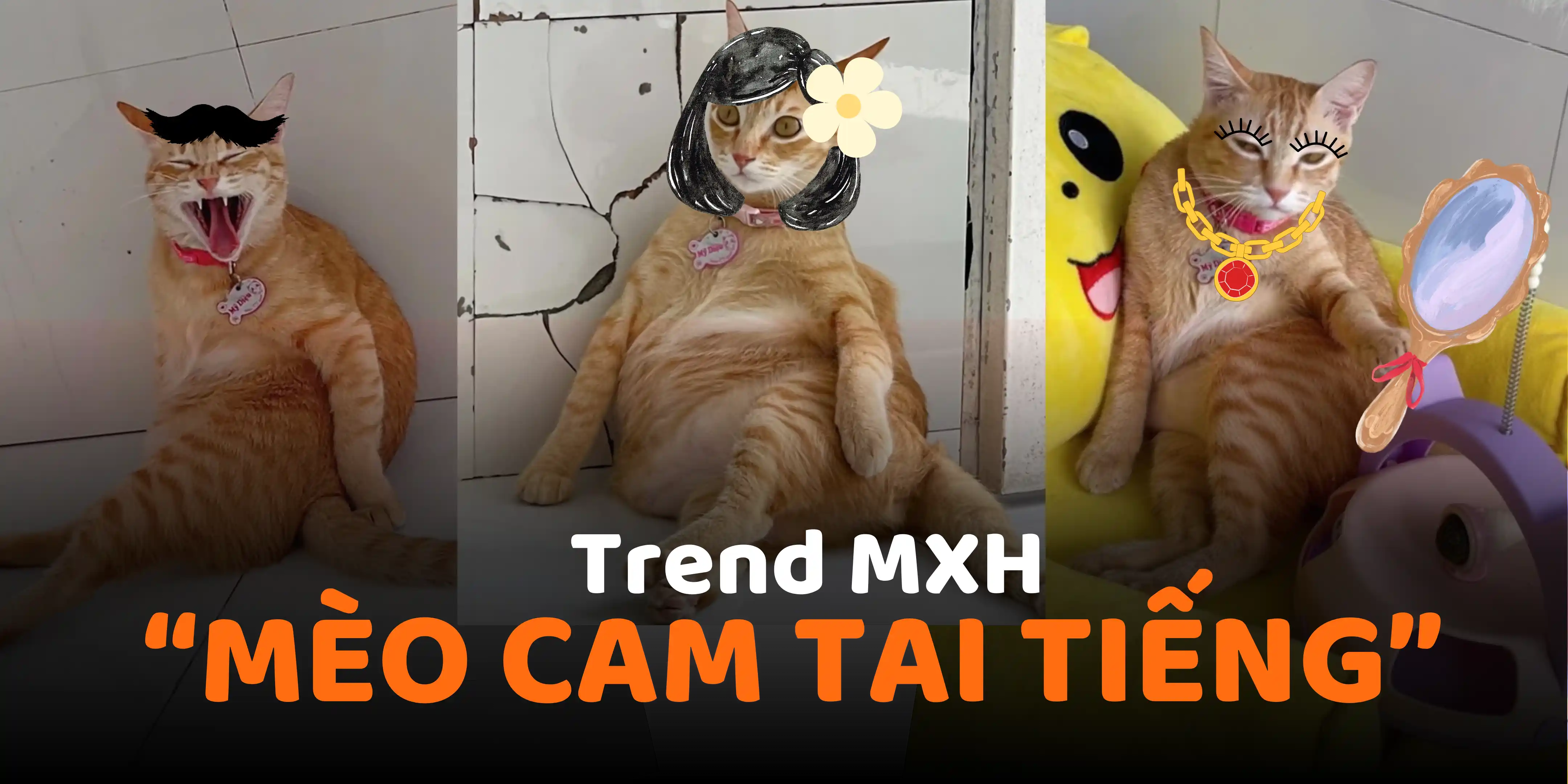 trend Mèo cam tai tiếng