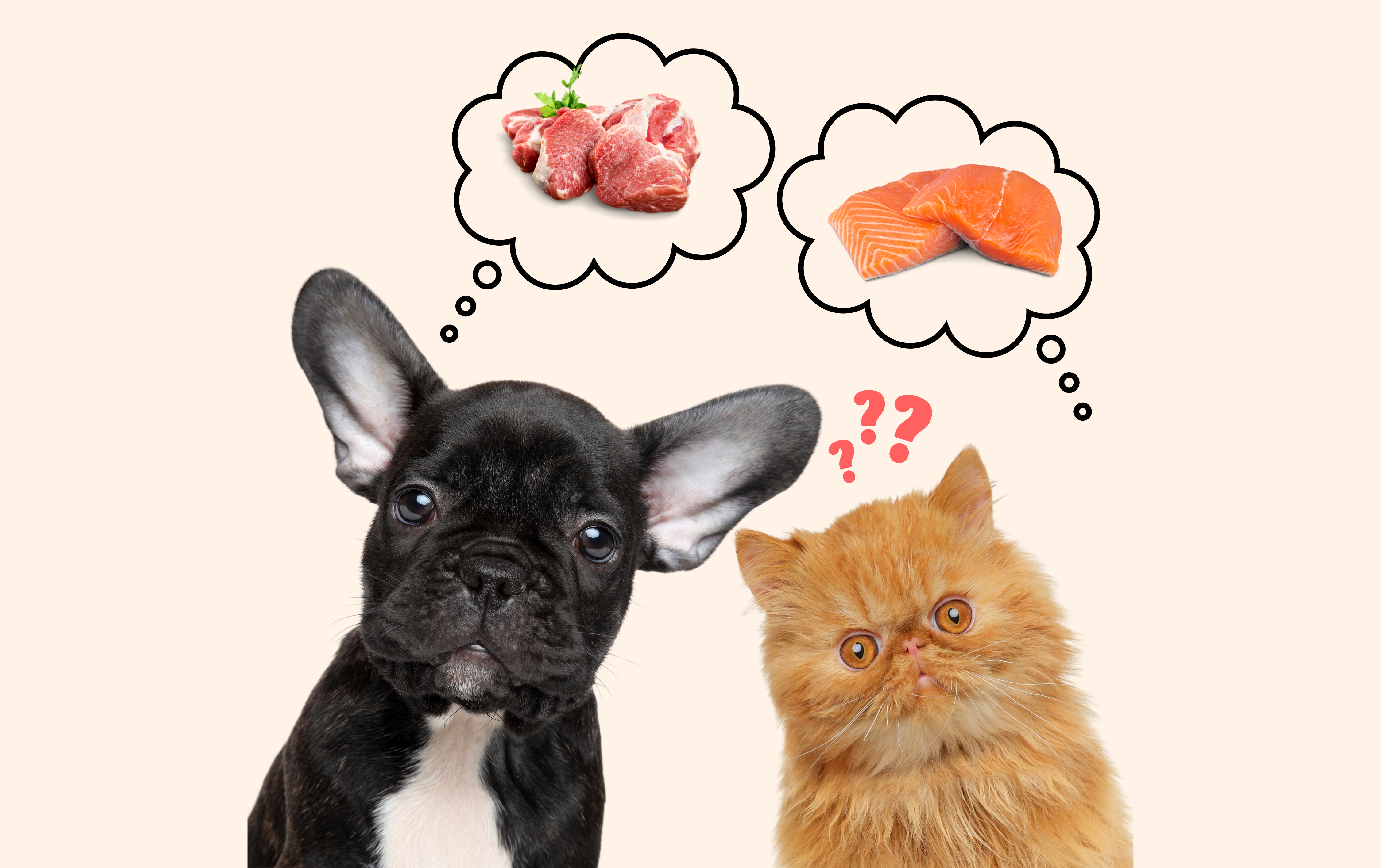 Nhu cầu dinh dưỡng của chó mèo