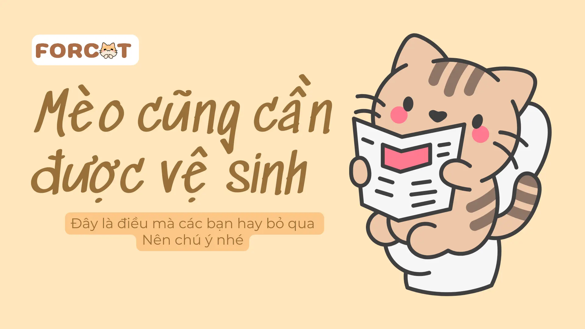 Hình ảnh mèo cũng cần được vệ sinh đúng cách
