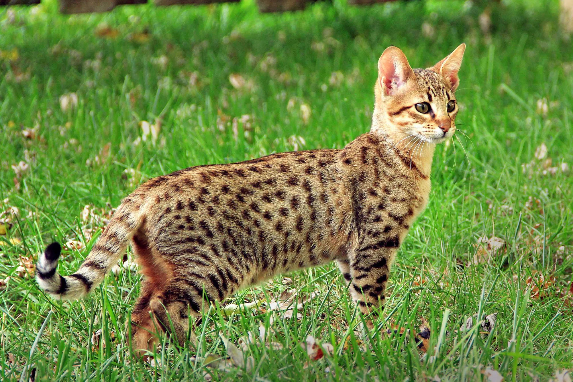 TOP 3 loài mèo ‘đắt đỏ’ nhất thế giới: Mèo Savannah
