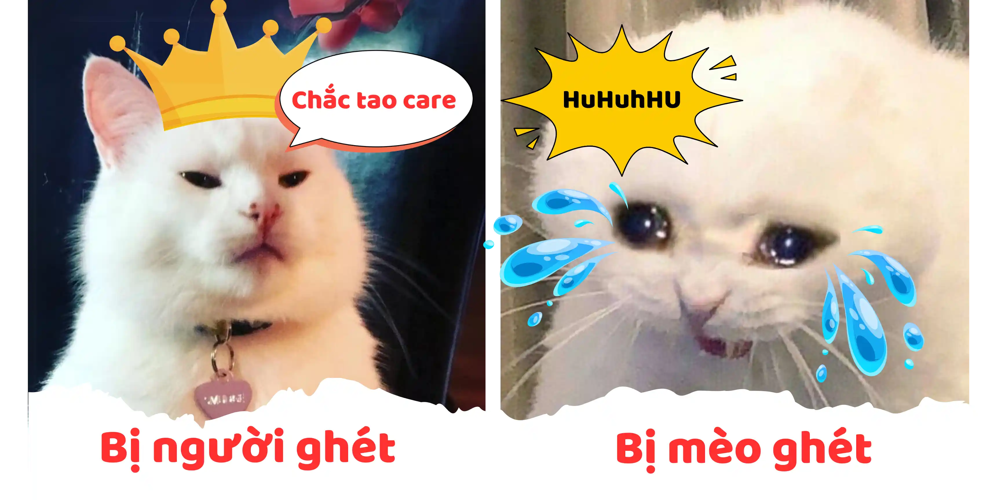 Top 9 lý do bạn bị mèo ghét bỏ