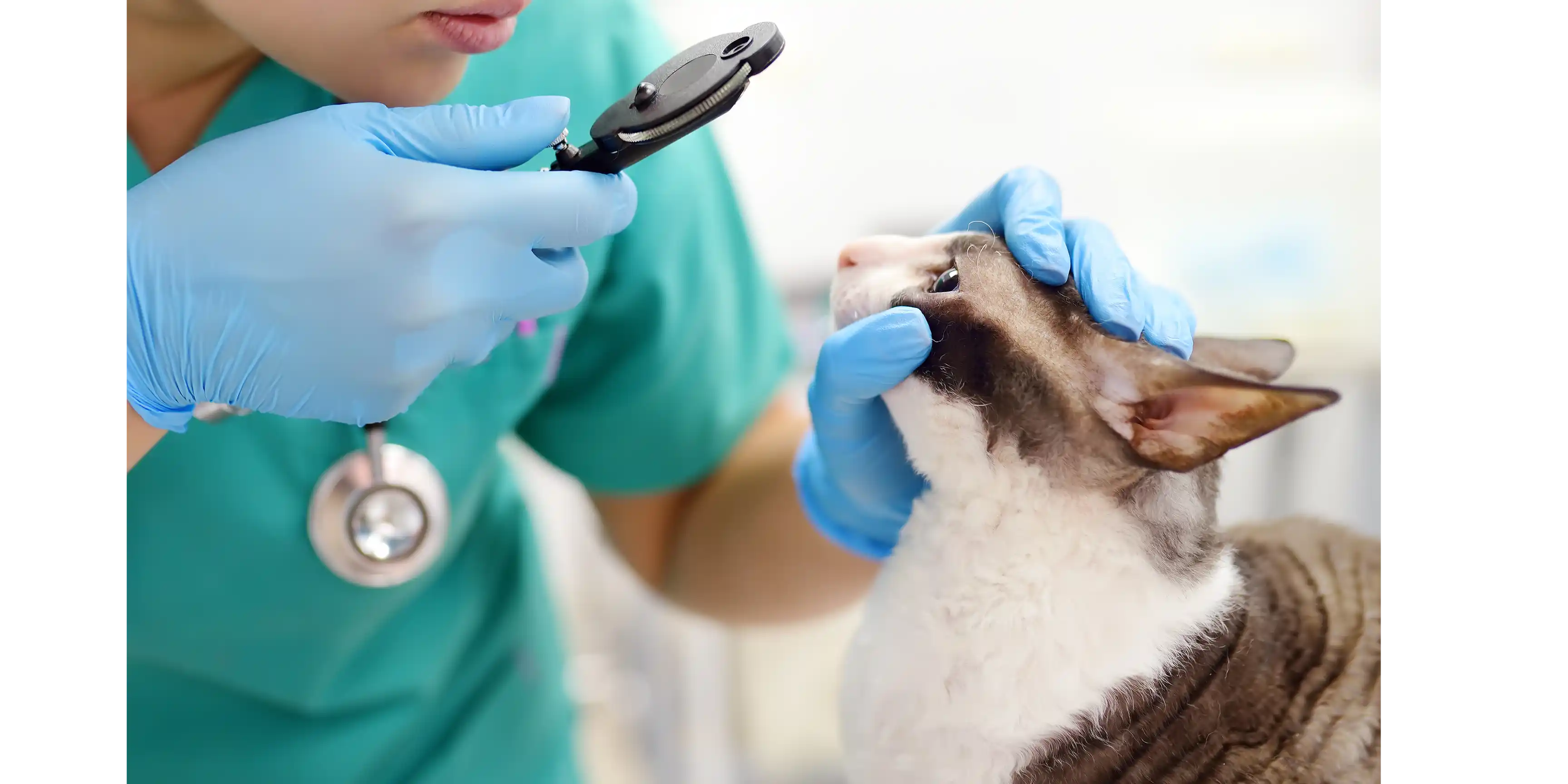 Khám sức khỏe cho mèo