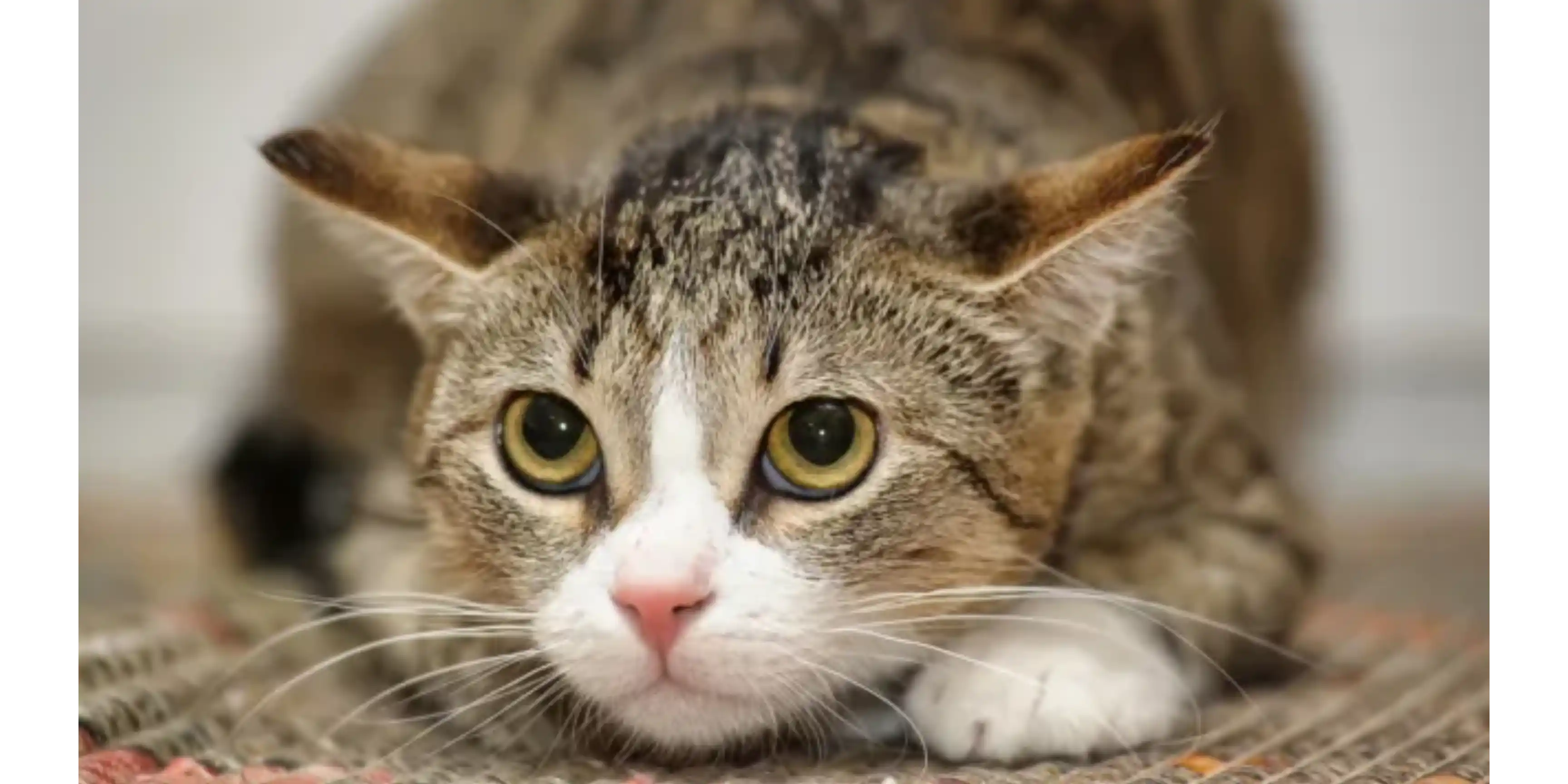 Mèo ve vẩy đuôi nhìn sen