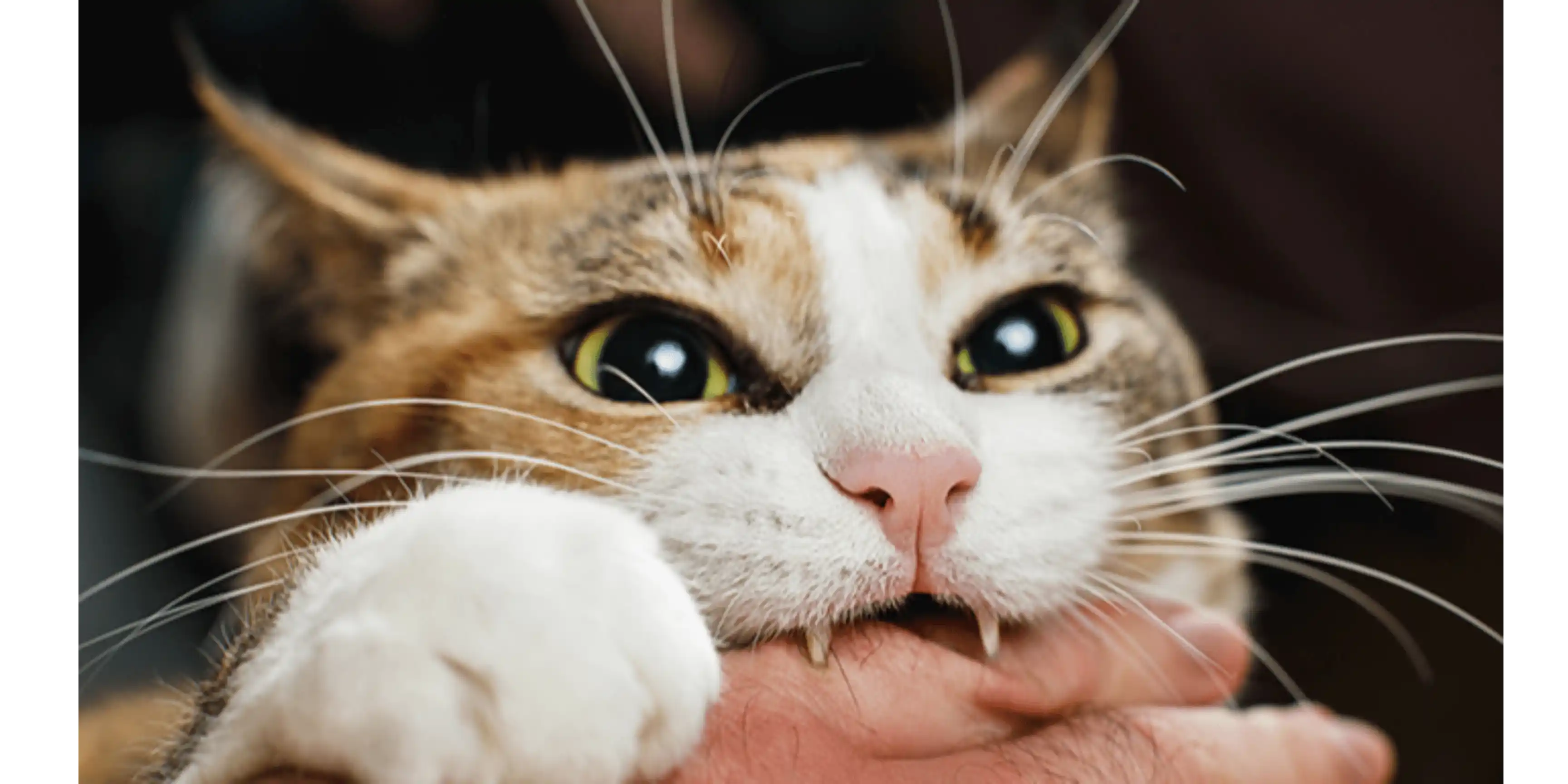 Mèo tập kích con sen