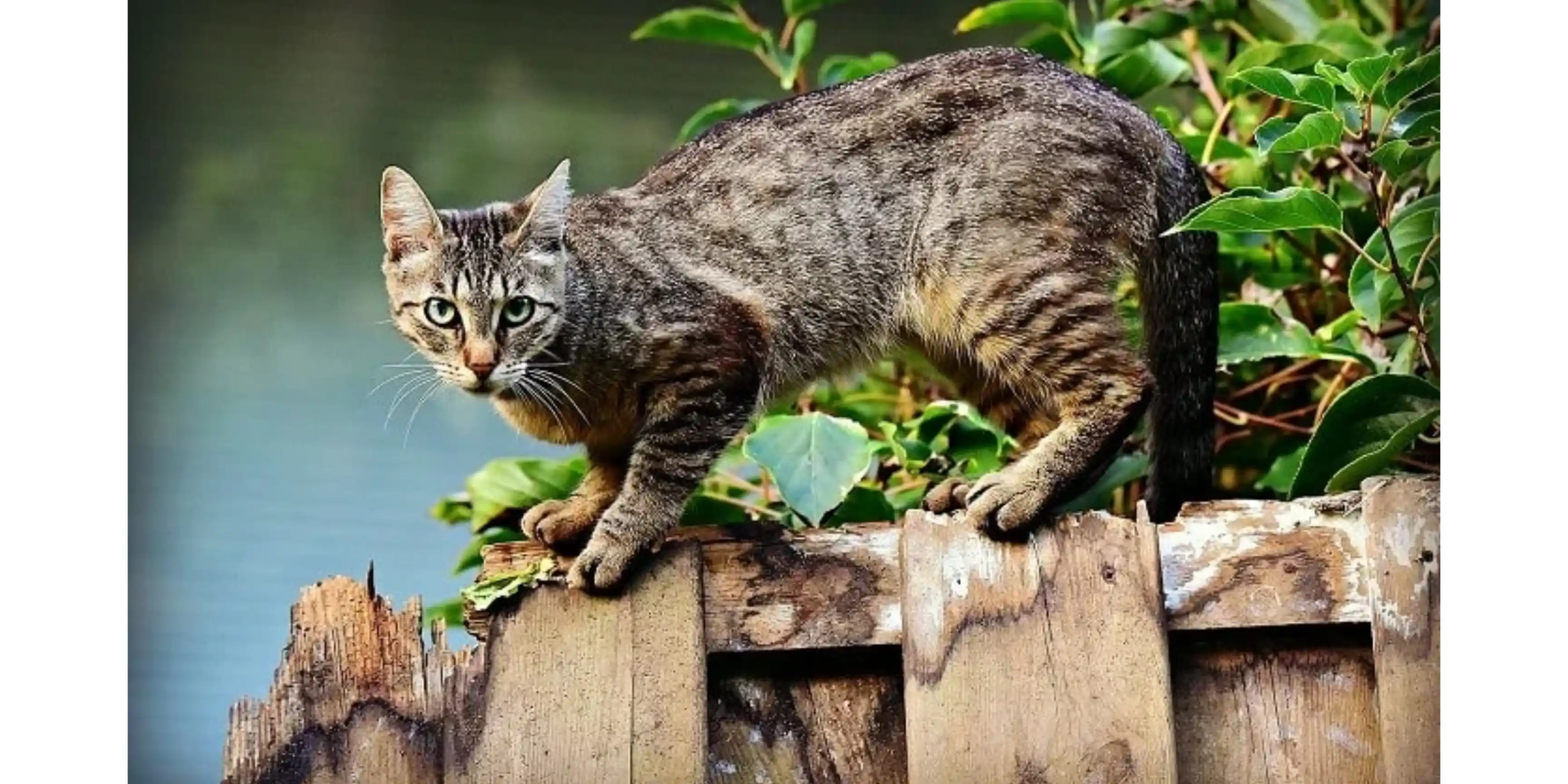 Mèo bỏ nhà đi bui