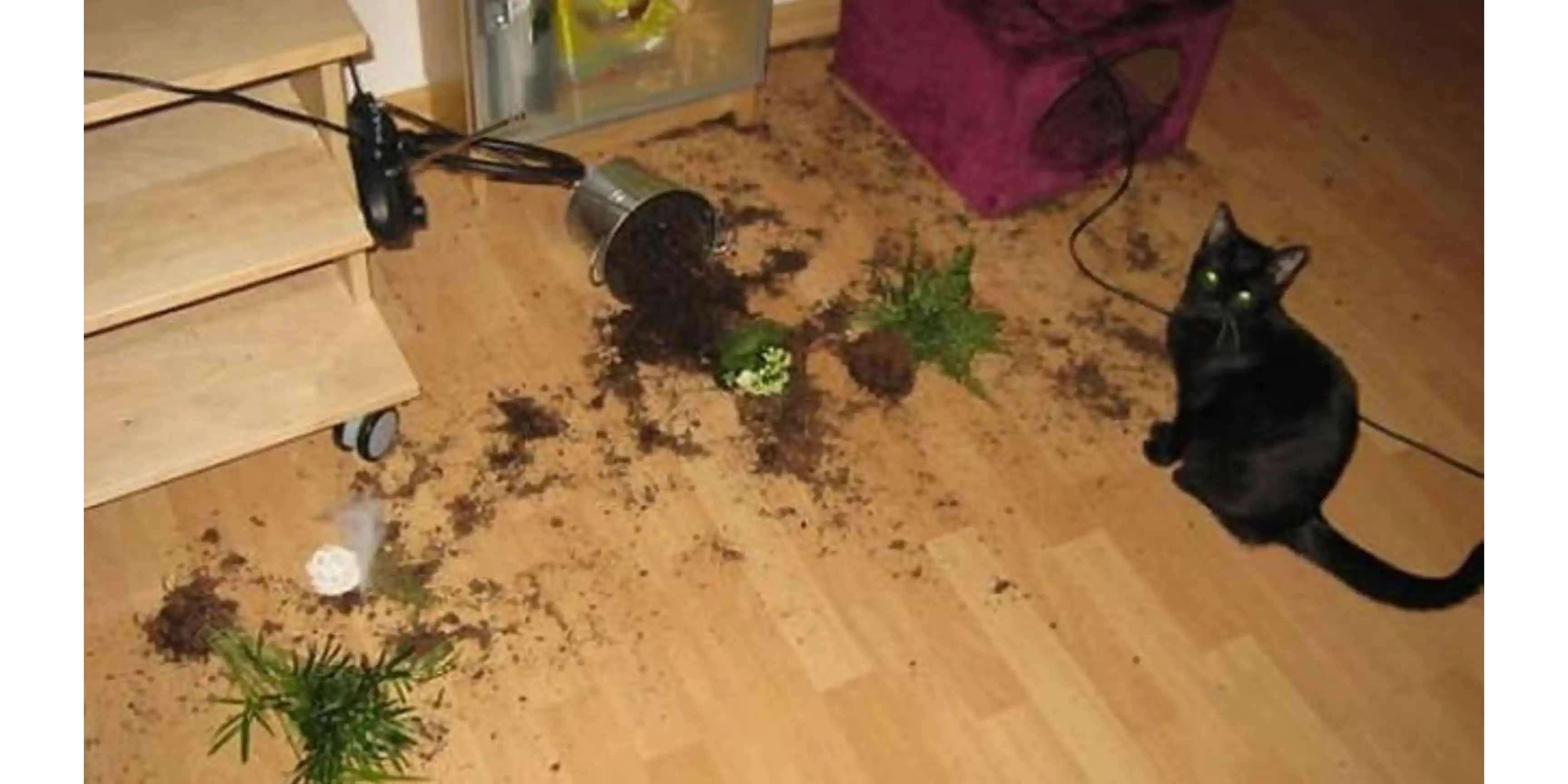 Mèo quậy banh nhà