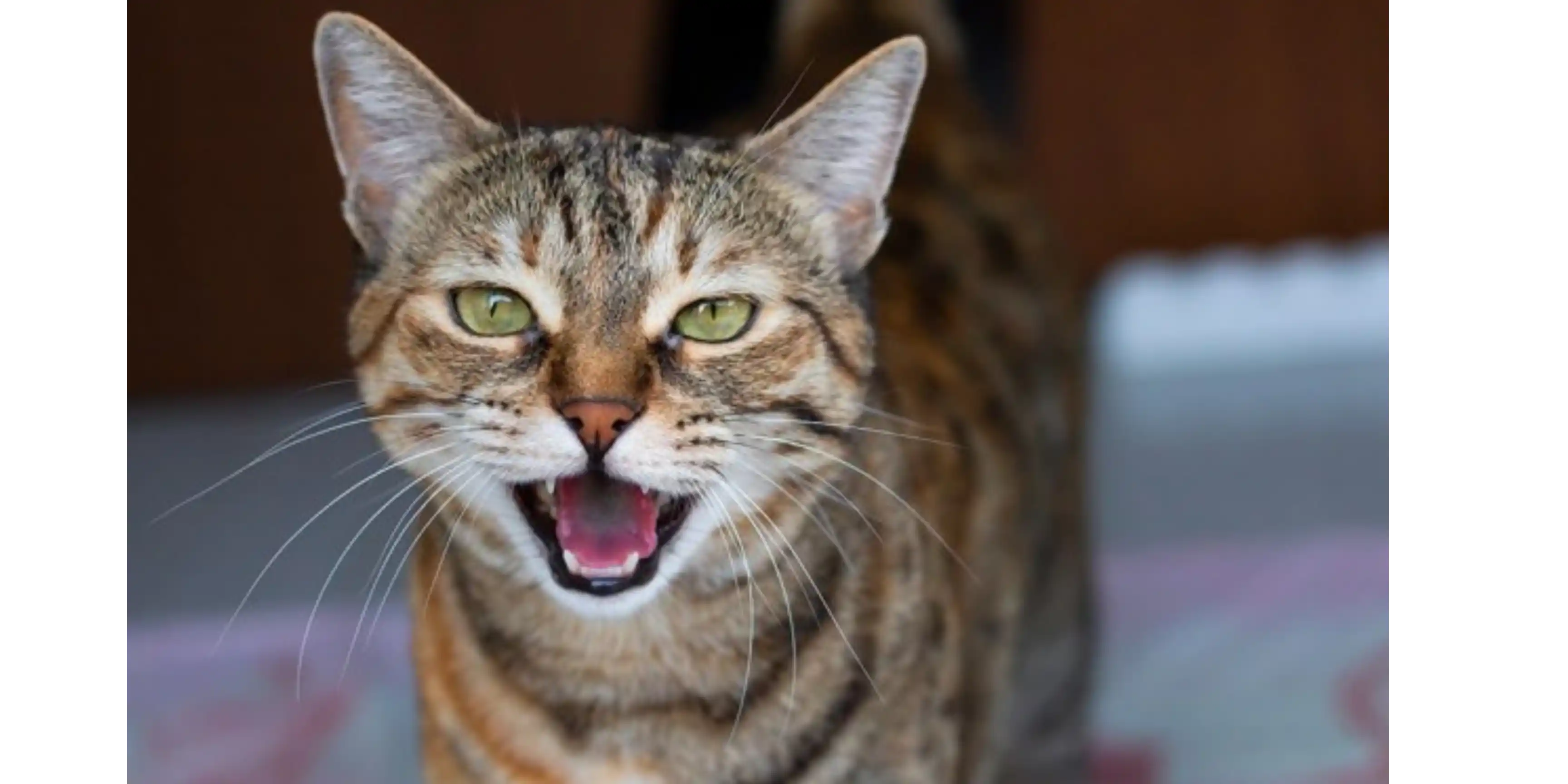 Mèo kêu ỉnh ỏi tra tấn con sen