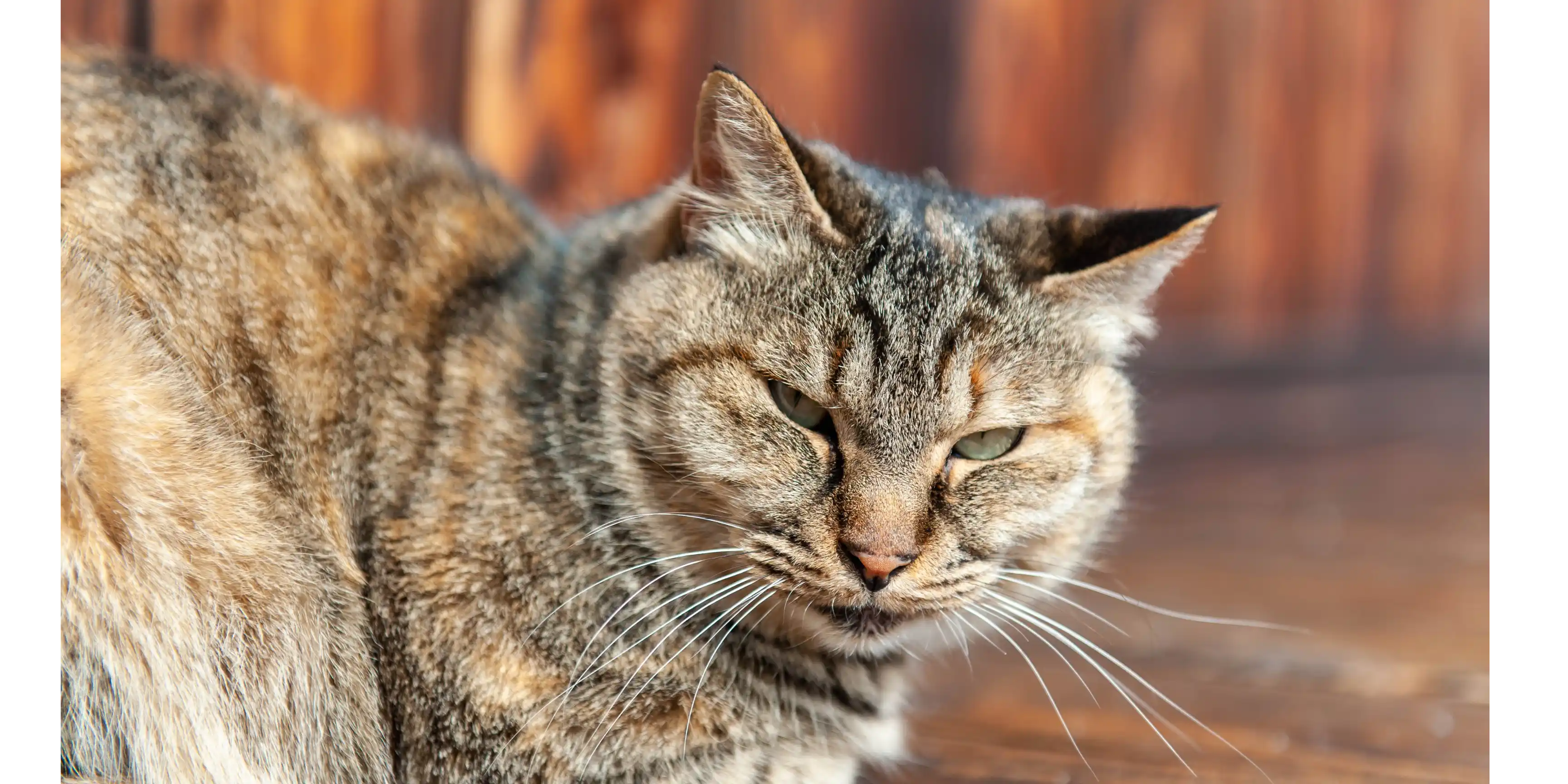 Mèo phớt lờ, khinh bỉ con sen