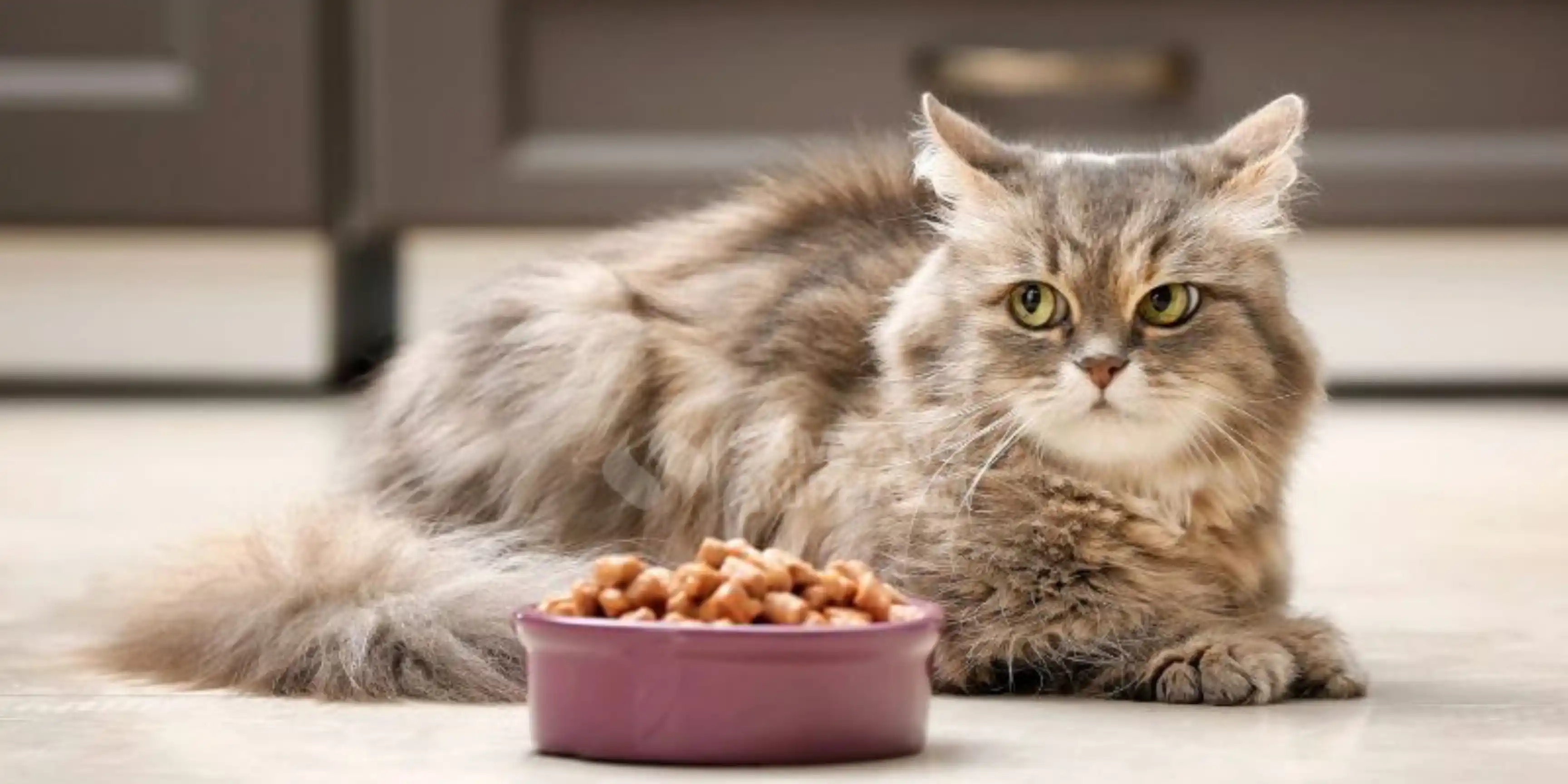 Mèo bỏ ăn, tuyệt thực, không chịu ăn