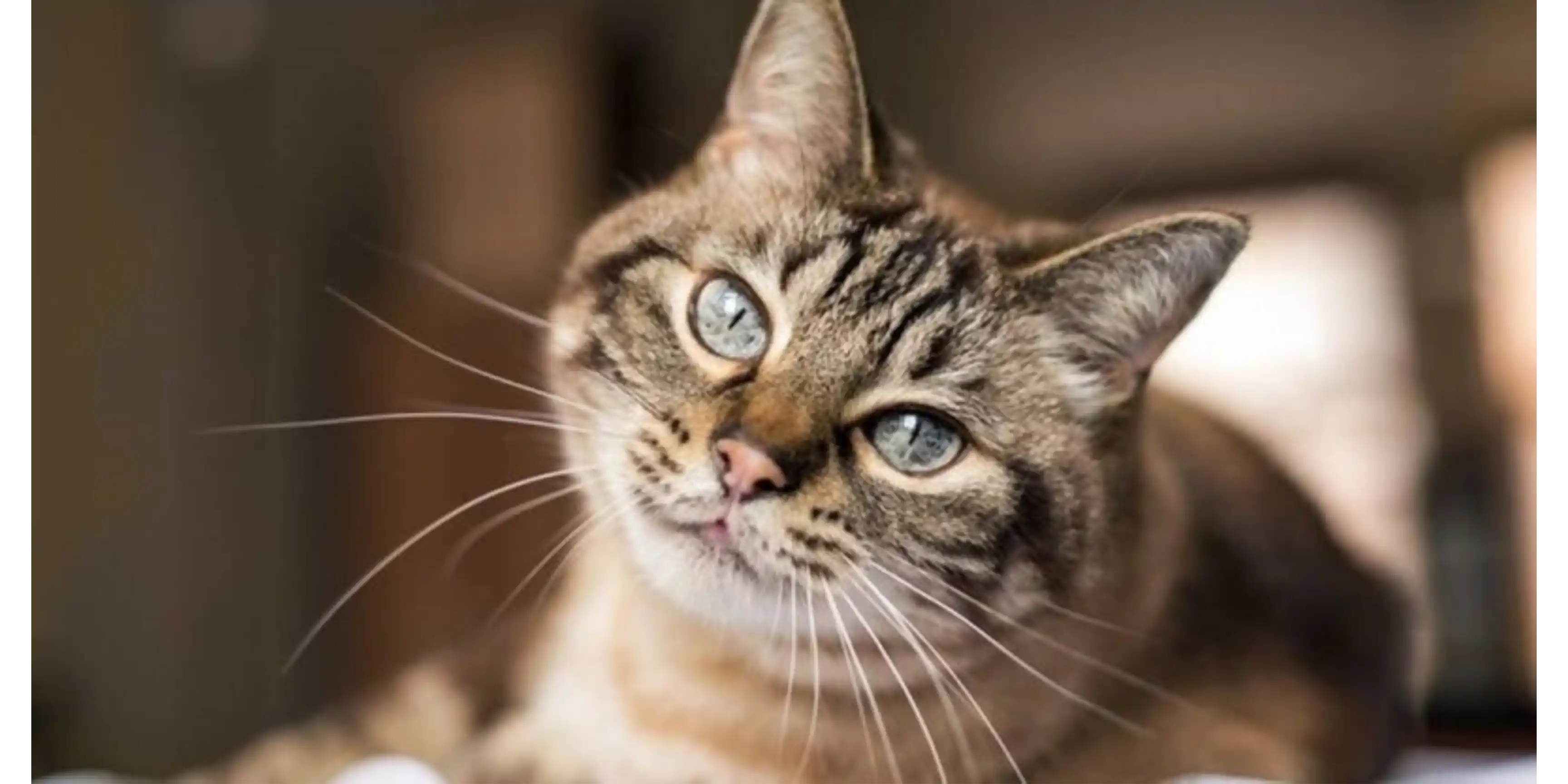 Hãy hiểu cho mèo của bạn