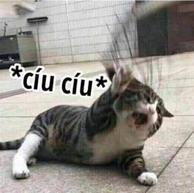 Mèo kêu cứu