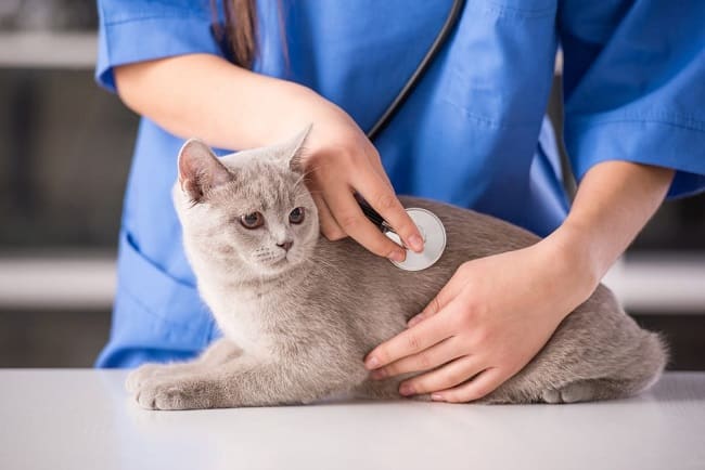 Mèo được khám bệnh