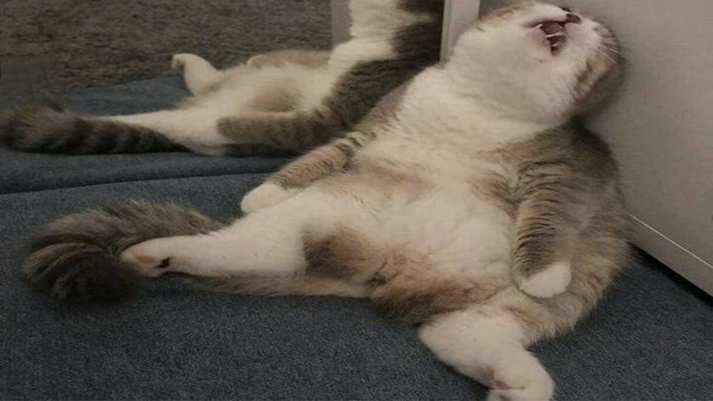 Theo dõi bệnh tình của mèo