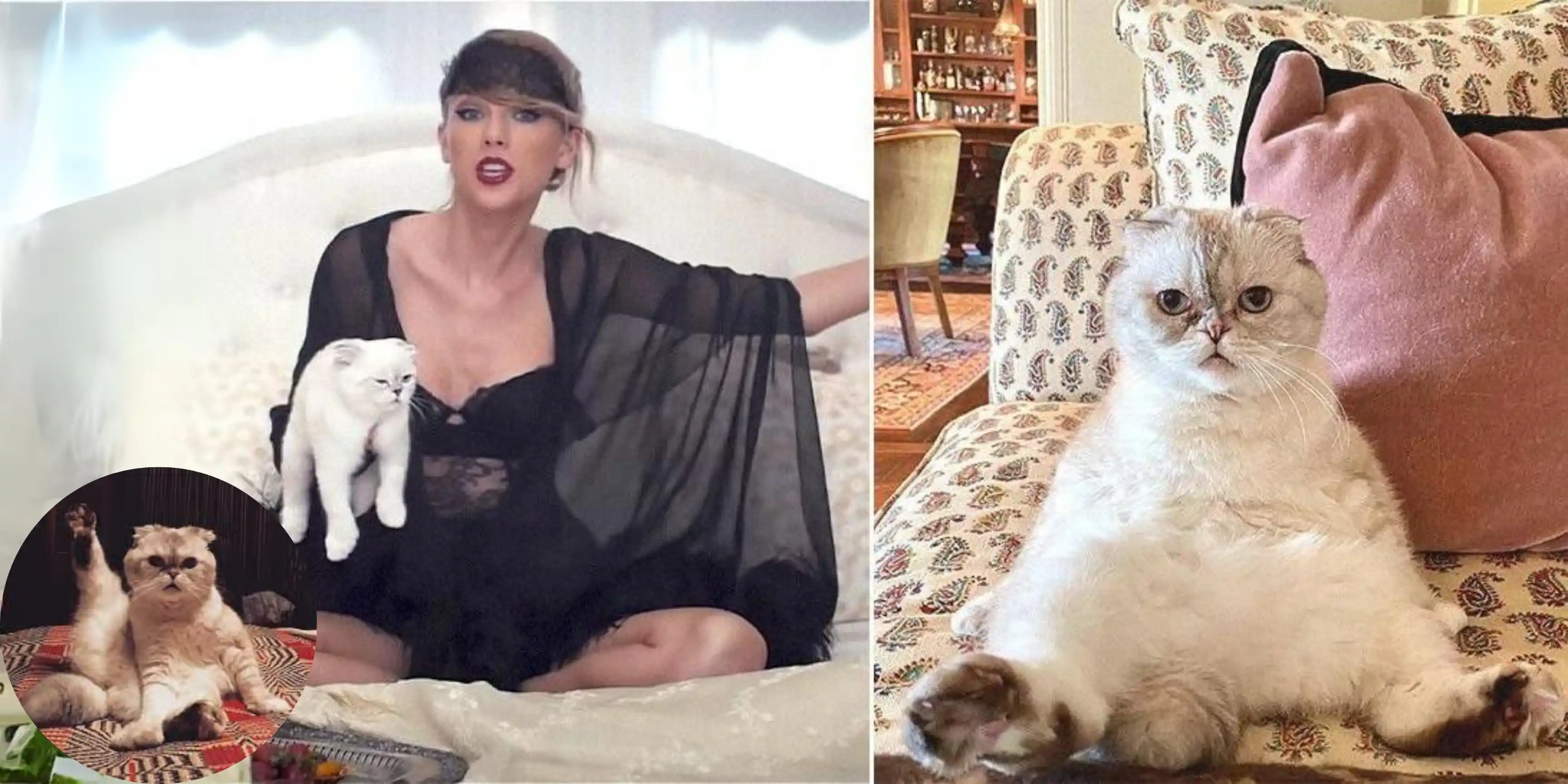 Olivia Benson - Mèo cưng của Taylor Swift:
